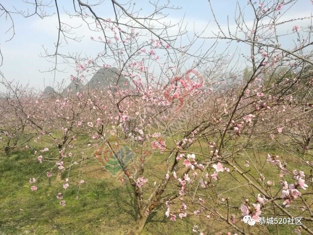 嘉会太平村满园桃色，简直美得不要不要的，想这周末跟小编一起桃园打窑仔的看过来！674 / 作者:社区小编 / 帖子ID:193413