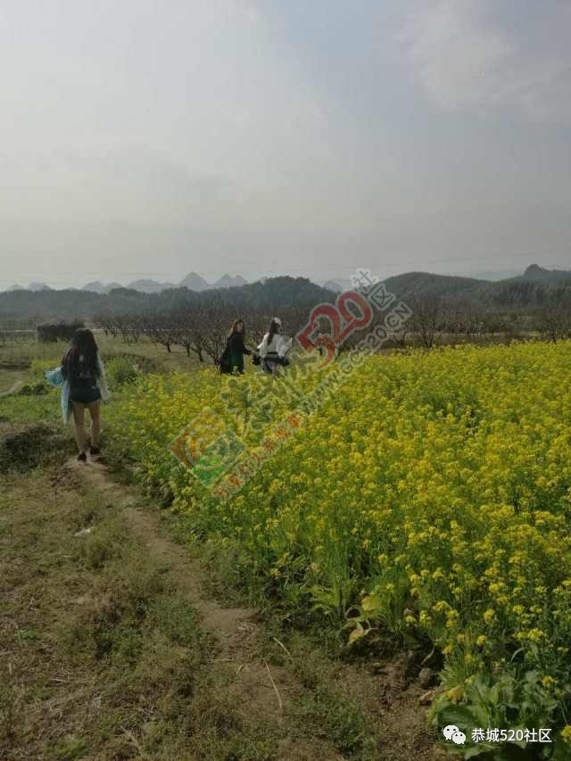 嘉会太平村满园桃色，简直美得不要不要的，想这周末跟小编一起桃园打窑仔的看过来！584 / 作者:社区小编 / 帖子ID:193413