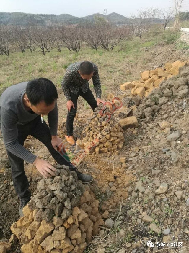 嘉会太平村满园桃色，简直美得不要不要的，想这周末跟小编一起桃园打窑仔的看过来！523 / 作者:社区小编 / 帖子ID:193413
