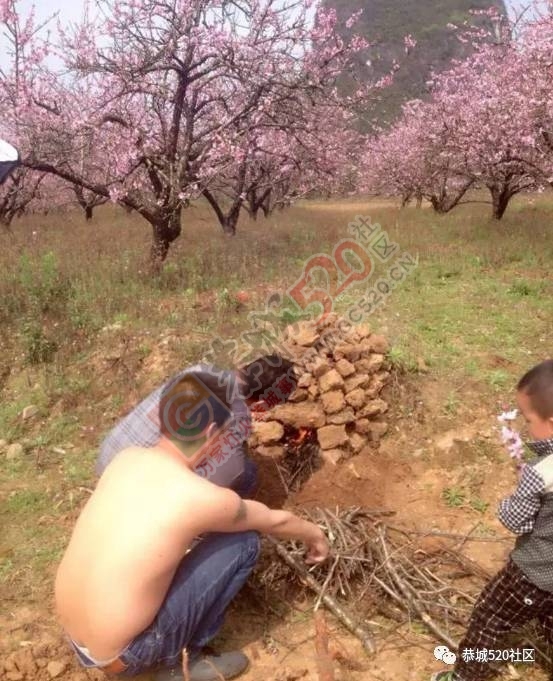 嘉会太平村满园桃色，简直美得不要不要的，想这周末跟小编一起桃园打窑仔的看过来！840 / 作者:社区小编 / 帖子ID:193413
