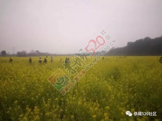 嘉会太平村桃园打窑仔活动继续中，另网友爆料：进入西岭大岭山桃园将被罚款！870 / 作者:社区小编 / 帖子ID:193877