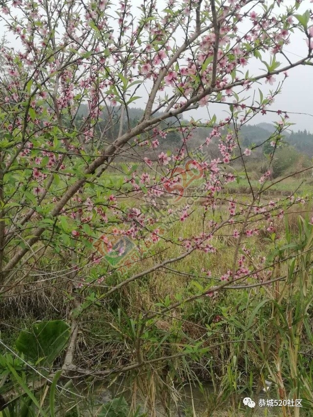 嘉会太平村桃园打窑仔活动继续中，另网友爆料：进入西岭大岭山桃园将被罚款！498 / 作者:社区小编 / 帖子ID:193877