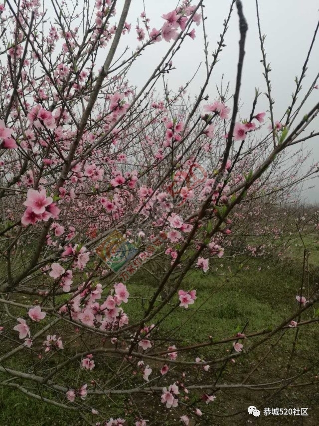 嘉会太平村桃园打窑仔活动继续中，另网友爆料：进入西岭大岭山桃园将被罚款！645 / 作者:社区小编 / 帖子ID:193877