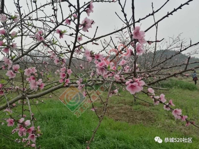 嘉会太平村桃园打窑仔活动继续中，另网友爆料：进入西岭大岭山桃园将被罚款！201 / 作者:社区小编 / 帖子ID:193877