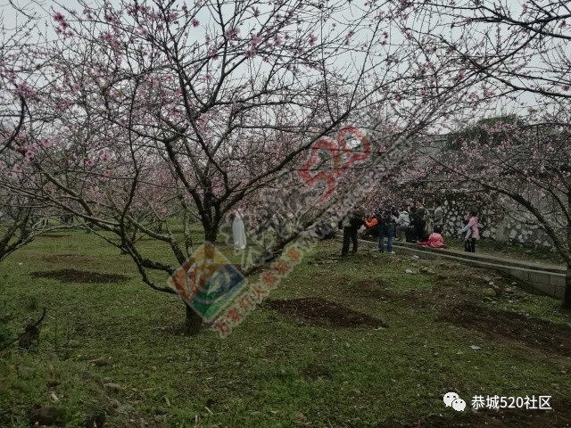 嘉会太平村桃园打窑仔活动继续中，另网友爆料：进入西岭大岭山桃园将被罚款！861 / 作者:社区小编 / 帖子ID:193877