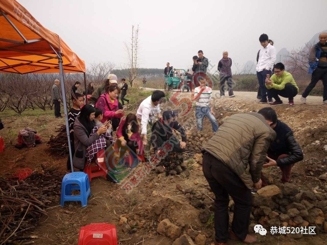 嘉会太平村桃园打窑仔活动继续中，另网友爆料：进入西岭大岭山桃园将被罚款！872 / 作者:社区小编 / 帖子ID:193877