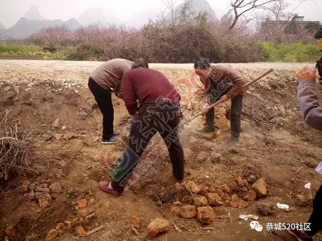 嘉会太平村桃园打窑仔活动继续中，另网友爆料：进入西岭大岭山桃园将被罚款！964 / 作者:社区小编 / 帖子ID:193877