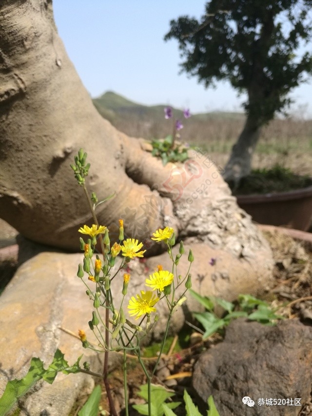恭城附近又有一处免费踏青游玩的好地方，拍出的照片美到不行！197 / 作者:社区小编 / 帖子ID:193887