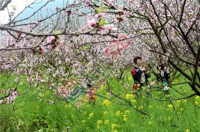 被三生三世十里桃林美哭？恭城桃花美爆初春，今日带来乐湾赏花区花讯！572 / 作者:社区小编 / 帖子ID:194089