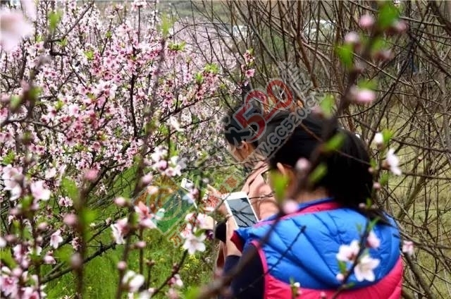 被三生三世十里桃林美哭？恭城桃花美爆初春，今日带来乐湾赏花区花讯！906 / 作者:社区小编 / 帖子ID:194089