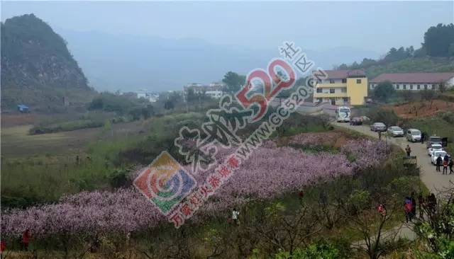 被三生三世十里桃林美哭？恭城桃花美爆初春，今日带来乐湾赏花区花讯！721 / 作者:社区小编 / 帖子ID:194089