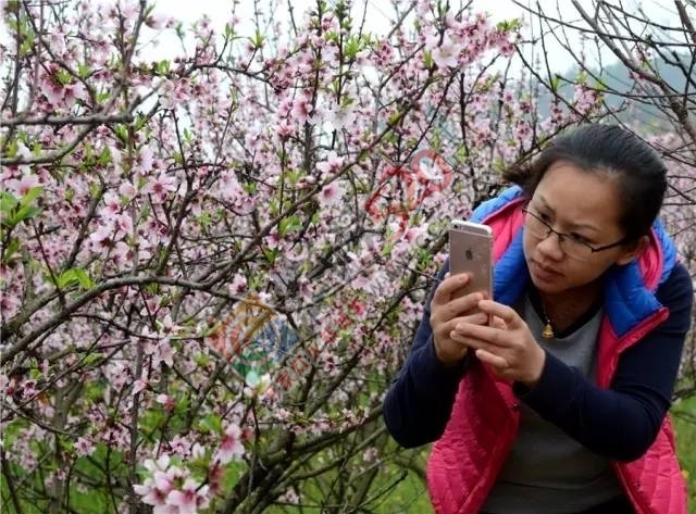 被三生三世十里桃林美哭？恭城桃花美爆初春，今日带来乐湾赏花区花讯！625 / 作者:社区小编 / 帖子ID:194089
