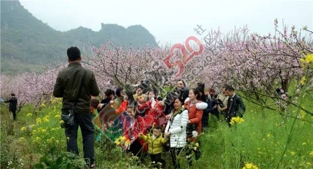 被三生三世十里桃林美哭？恭城桃花美爆初春，今日带来乐湾赏花区花讯！784 / 作者:社区小编 / 帖子ID:194089