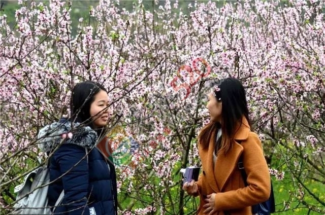 被三生三世十里桃林美哭？恭城桃花美爆初春，今日带来乐湾赏花区花讯！399 / 作者:社区小编 / 帖子ID:194089