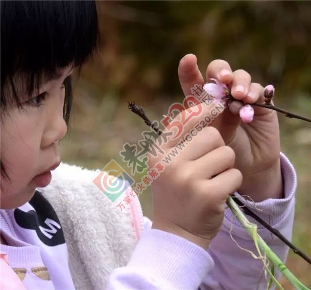 被三生三世十里桃林美哭？恭城桃花美爆初春，今日带来乐湾赏花区花讯！628 / 作者:社区小编 / 帖子ID:194089