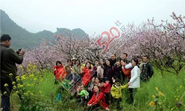 被三生三世十里桃林美哭？恭城桃花美爆初春，今日带来乐湾赏花区花讯！510 / 作者:社区小编 / 帖子ID:194089