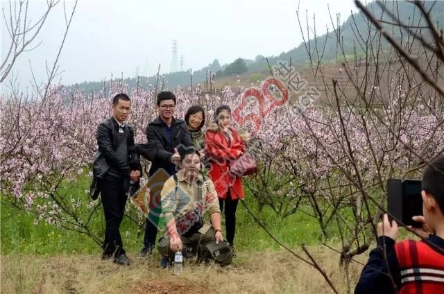 被三生三世十里桃林美哭？恭城桃花美爆初春，今日带来乐湾赏花区花讯！617 / 作者:社区小编 / 帖子ID:194089