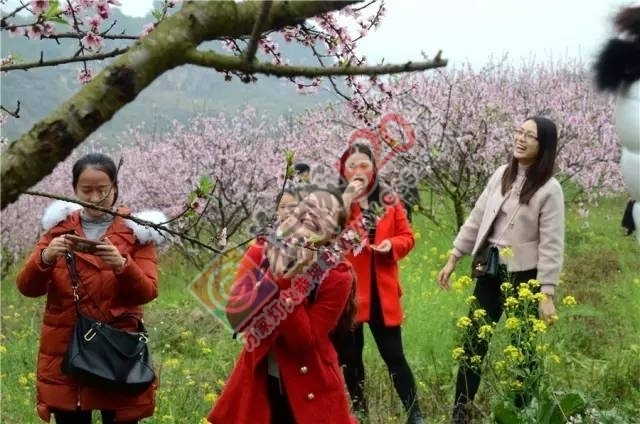 被三生三世十里桃林美哭？恭城桃花美爆初春，今日带来乐湾赏花区花讯！618 / 作者:社区小编 / 帖子ID:194089