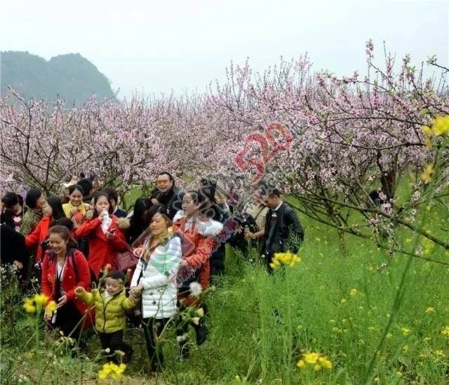 被三生三世十里桃林美哭？恭城桃花美爆初春，今日带来乐湾赏花区花讯！484 / 作者:社区小编 / 帖子ID:194089