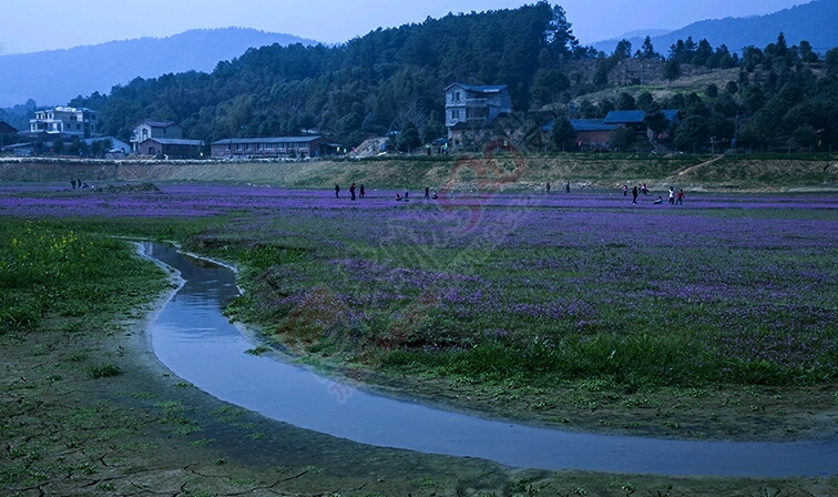 春天，桂林的花海在公平322 / 作者:腾遥而上九万里 / 帖子ID:197521