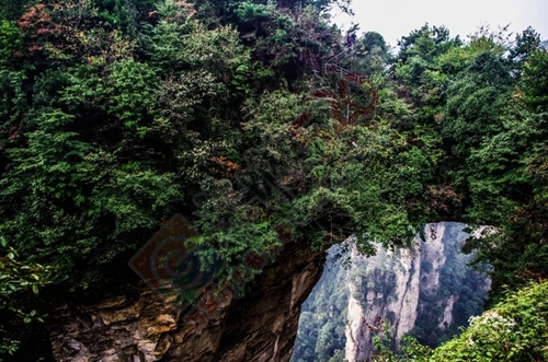 我与闺蜜们圆梦张家界阿凡达之旅的美好旅程963 / 作者:生活悠悠过 / 帖子ID:202339