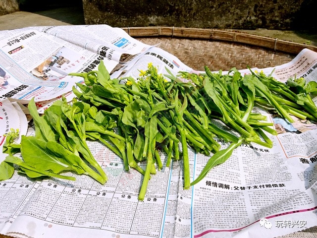 兴安一美女摘回一扎白菜花，回到家竟变成了这样……819 / 作者:一路坚持 / 帖子ID:206746