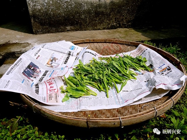 兴安一美女摘回一扎白菜花，回到家竟变成了这样……330 / 作者:一路坚持 / 帖子ID:206746