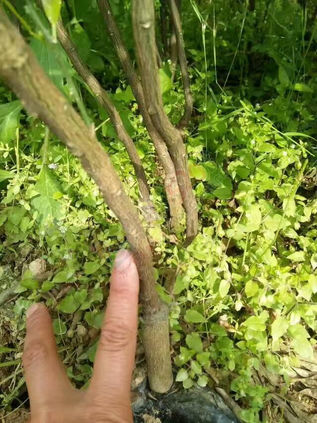 出售马水桔、沙糖桔、玫瑰香柑、沃柑苗木462 / 作者:又见花明 / 帖子ID:206848