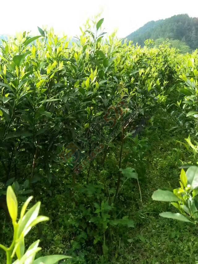 出售马水桔、沙糖桔、玫瑰香柑、沃柑苗木65 / 作者:又见花明 / 帖子ID:206848