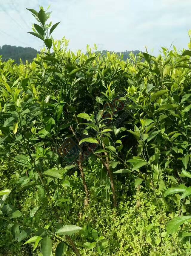 出售马水桔、沙糖桔、玫瑰香柑、沃柑苗木547 / 作者:又见花明 / 帖子ID:206848