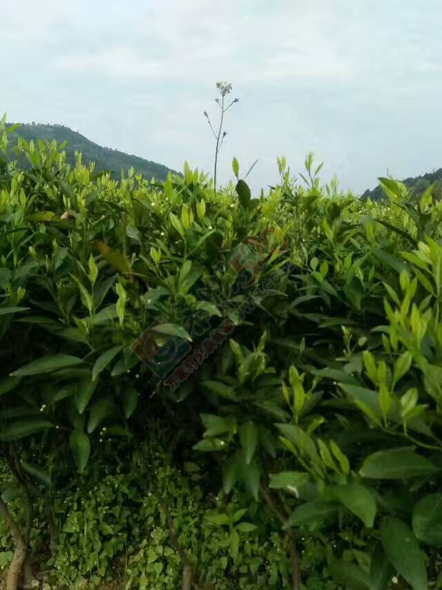 出售马水桔、沙糖桔、玫瑰香柑、沃柑苗木818 / 作者:又见花明 / 帖子ID:206848