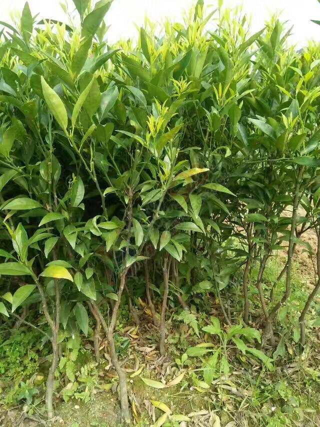 出售马水桔、沙糖桔、玫瑰香柑、沃柑苗木133 / 作者:又见花明 / 帖子ID:206848