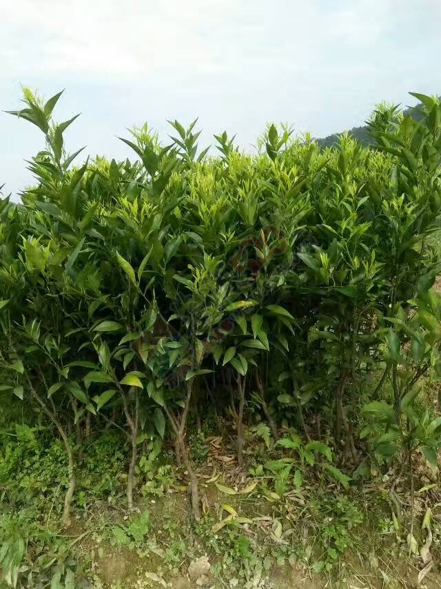出售马水桔、沙糖桔、玫瑰香柑、沃柑苗木620 / 作者:又见花明 / 帖子ID:206848