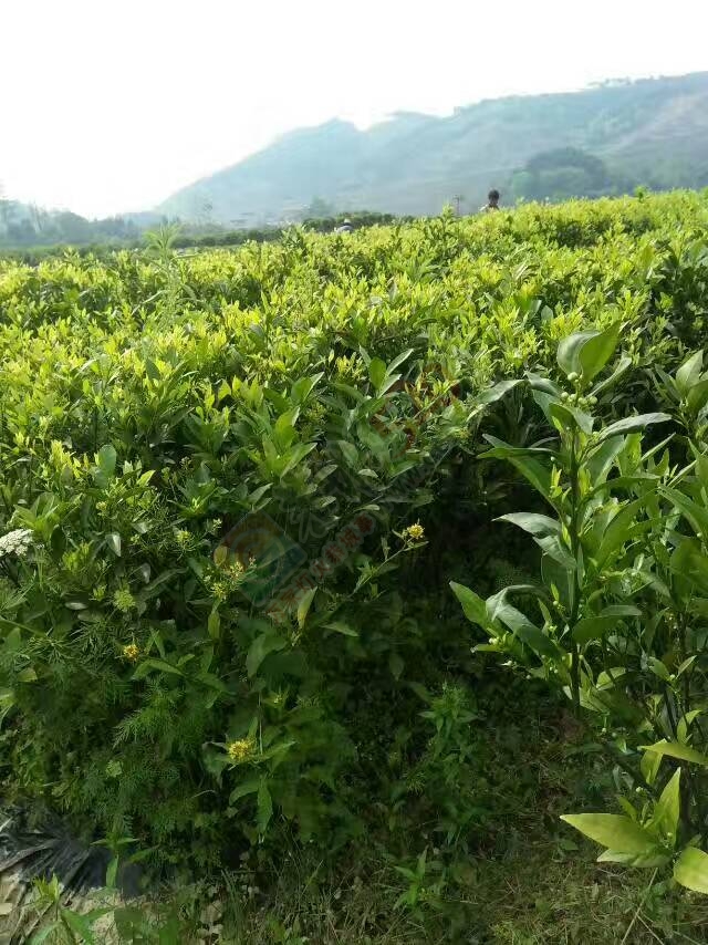 出售马水桔、沙糖桔、玫瑰香柑、沃柑苗木200 / 作者:又见花明 / 帖子ID:206848