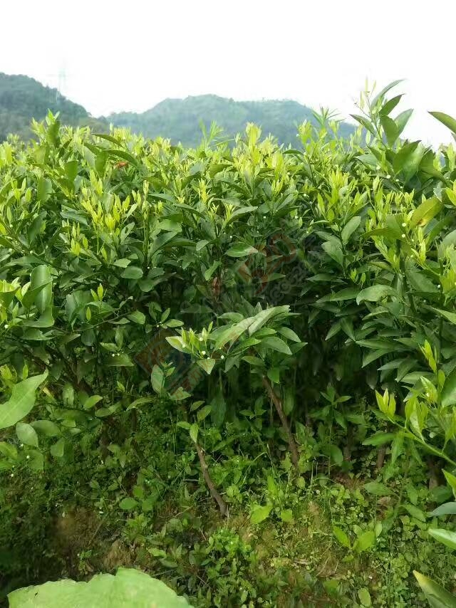 出售马水桔、沙糖桔、玫瑰香柑、沃柑苗木385 / 作者:又见花明 / 帖子ID:206848