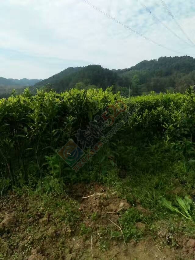 出售马水桔、沙糖桔、玫瑰香柑、沃柑苗木687 / 作者:又见花明 / 帖子ID:206848