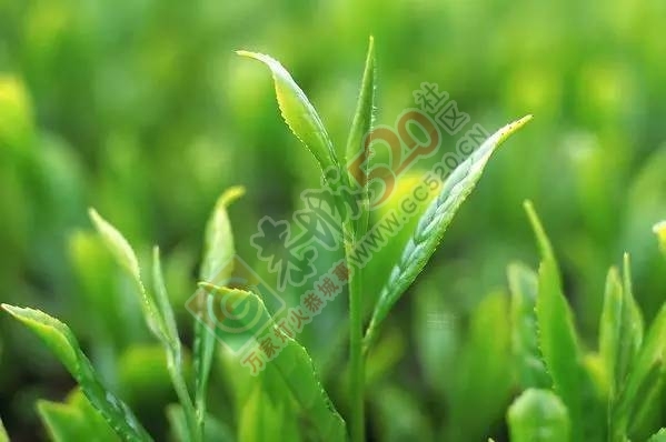 【今日谷雨】 恭城的你，有没有打算去摘谷雨茶呢？494 / 作者:一路坚持 / 帖子ID:207478