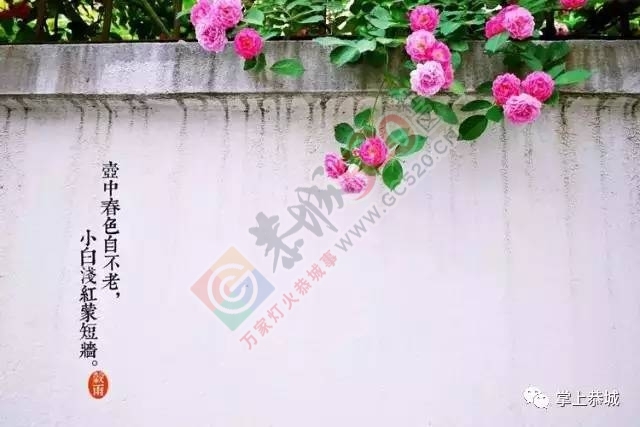 【今日谷雨】 恭城的你，有没有打算去摘谷雨茶呢？971 / 作者:一路坚持 / 帖子ID:207478