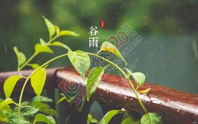 【今日谷雨】 恭城的你，有没有打算去摘谷雨茶呢？605 / 作者:一路坚持 / 帖子ID:207478