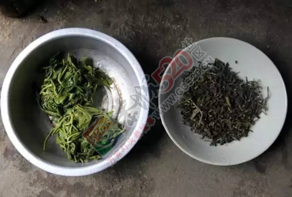 【今日谷雨】 恭城的你，有没有打算去摘谷雨茶呢？945 / 作者:一路坚持 / 帖子ID:207478