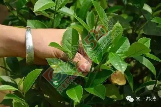 【今日谷雨】 恭城的你，有没有打算去摘谷雨茶呢？236 / 作者:一路坚持 / 帖子ID:207478