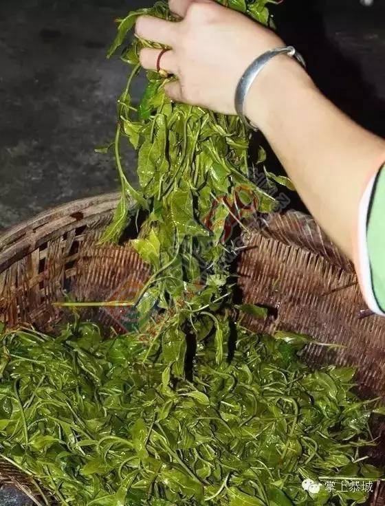 【今日谷雨】 恭城的你，有没有打算去摘谷雨茶呢？856 / 作者:一路坚持 / 帖子ID:207478