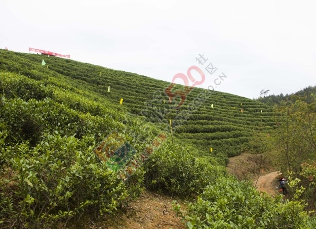 黄竹岗百亩茶园开采，前往踏青体验采茶的游客络绎不绝。茶园还在开放中，等你哦！107 / 作者:碧澄匀 / 帖子ID:207669