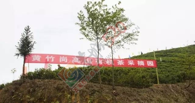 黄竹岗百亩茶园开采，前往踏青体验采茶的游客络绎不绝。茶园还在开放中，等你哦！233 / 作者:碧澄匀 / 帖子ID:207669