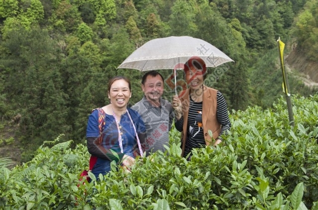 黄竹岗百亩茶园开采，前往踏青体验采茶的游客络绎不绝。茶园还在开放中，等你哦！729 / 作者:碧澄匀 / 帖子ID:207669