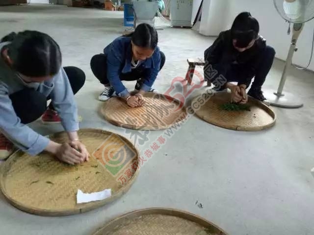 黄竹岗百亩茶园开采，前往踏青体验采茶的游客络绎不绝。茶园还在开放中，等你哦！568 / 作者:碧澄匀 / 帖子ID:207669