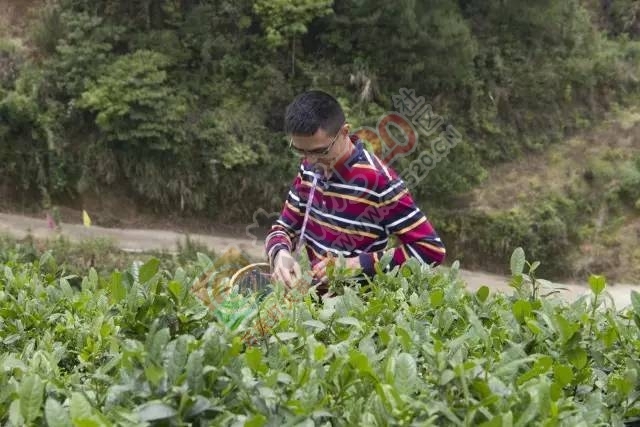黄竹岗百亩茶园开采，前往踏青体验采茶的游客络绎不绝。茶园还在开放中，等你哦！168 / 作者:碧澄匀 / 帖子ID:207669