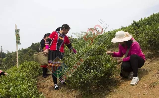 黄竹岗百亩茶园开采，前往踏青体验采茶的游客络绎不绝。茶园还在开放中，等你哦！924 / 作者:碧澄匀 / 帖子ID:207669