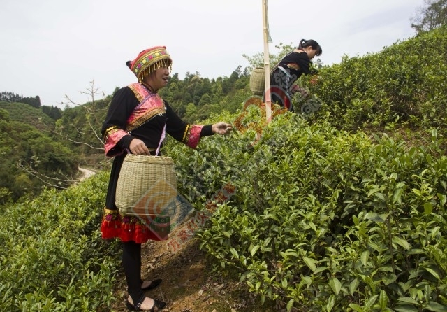黄竹岗百亩茶园开采，前往踏青体验采茶的游客络绎不绝。茶园还在开放中，等你哦！881 / 作者:碧澄匀 / 帖子ID:207669