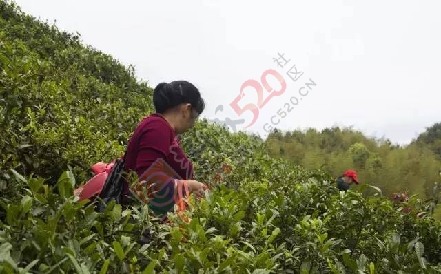 黄竹岗百亩茶园开采，前往踏青体验采茶的游客络绎不绝。茶园还在开放中，等你哦！599 / 作者:碧澄匀 / 帖子ID:207669